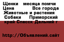 Щенки 4 месяца-помчи › Цена ­ 5 000 - Все города Животные и растения » Собаки   . Приморский край,Спасск-Дальний г.